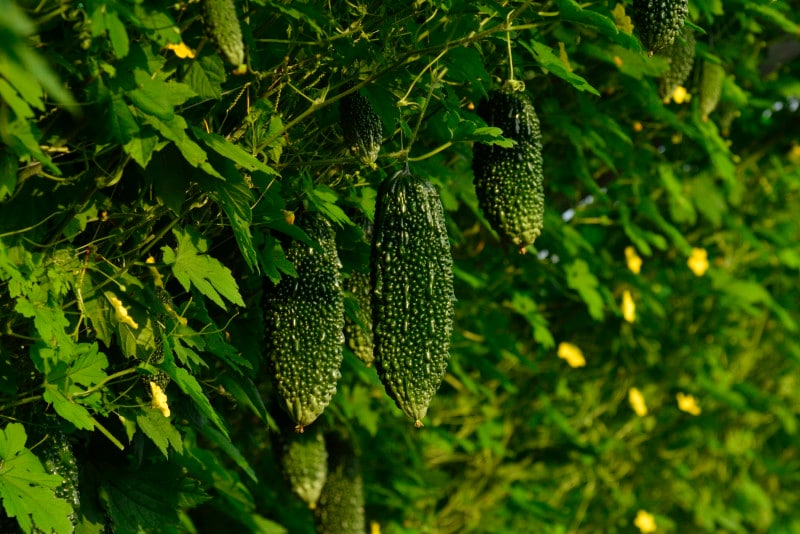今や全国区の人気となったゴーヤ