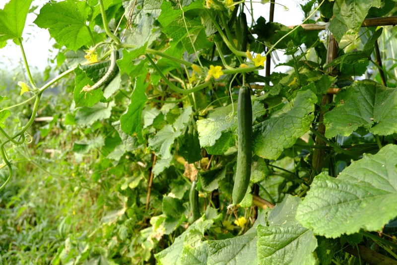 毎日の収穫が楽しいキュウリ