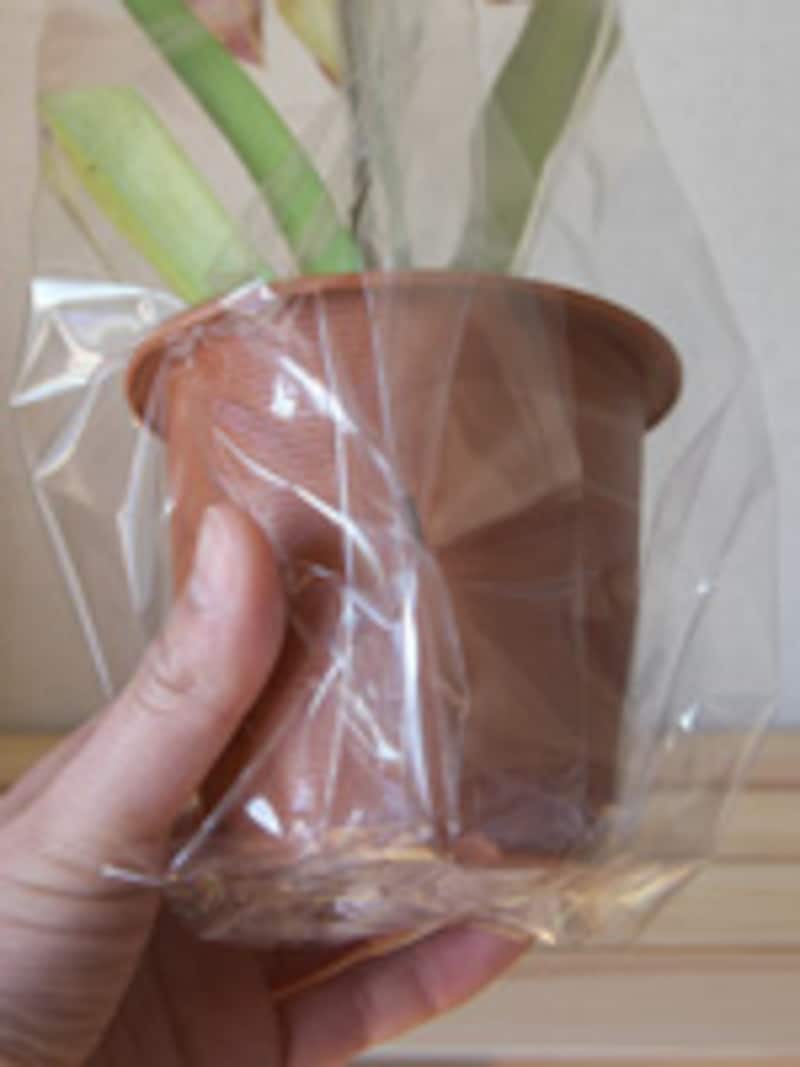 セロファンの使い方