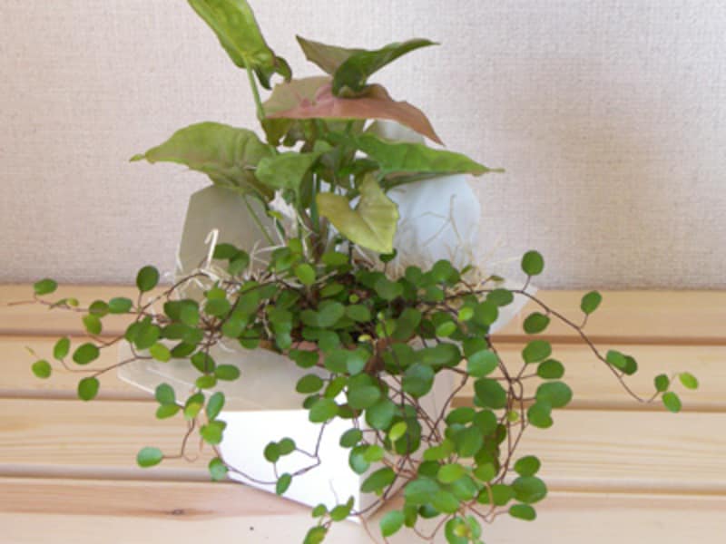 Doggie Bagを使って