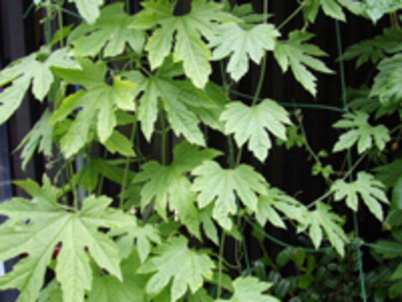 ニガウリノカーテン