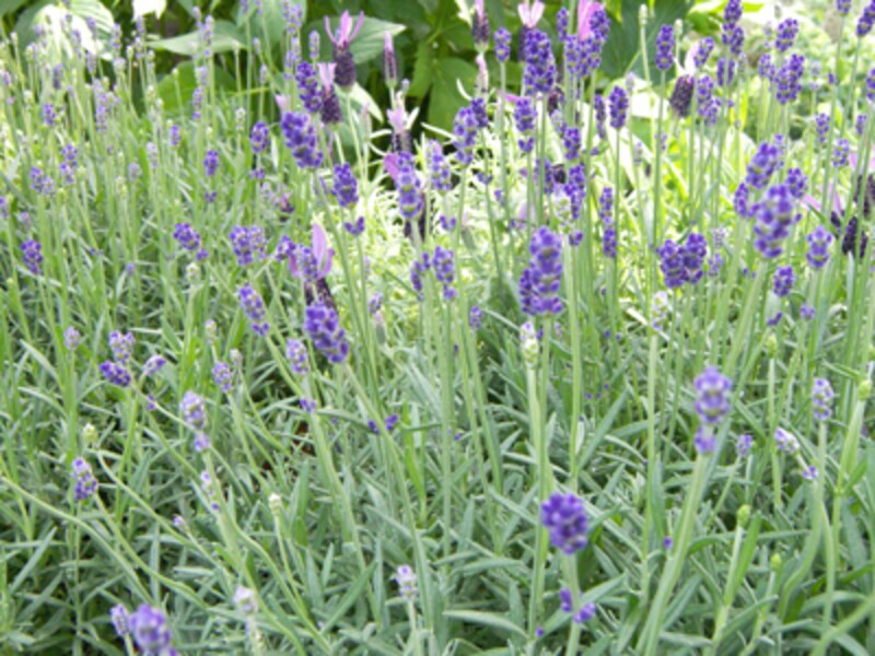 イングリッシュラベンダー