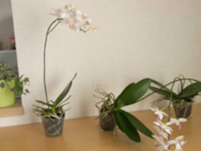 分解されたコチョウラン