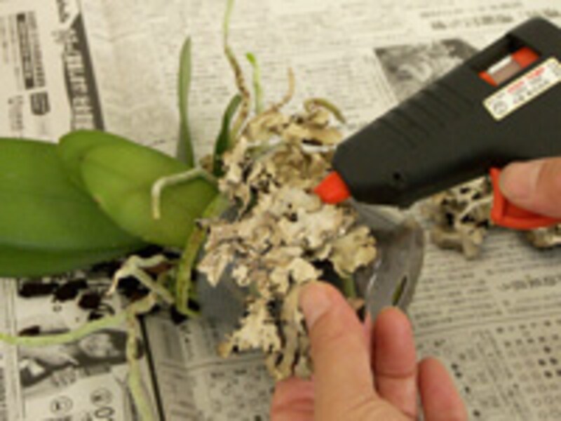 モスを貼り付ける