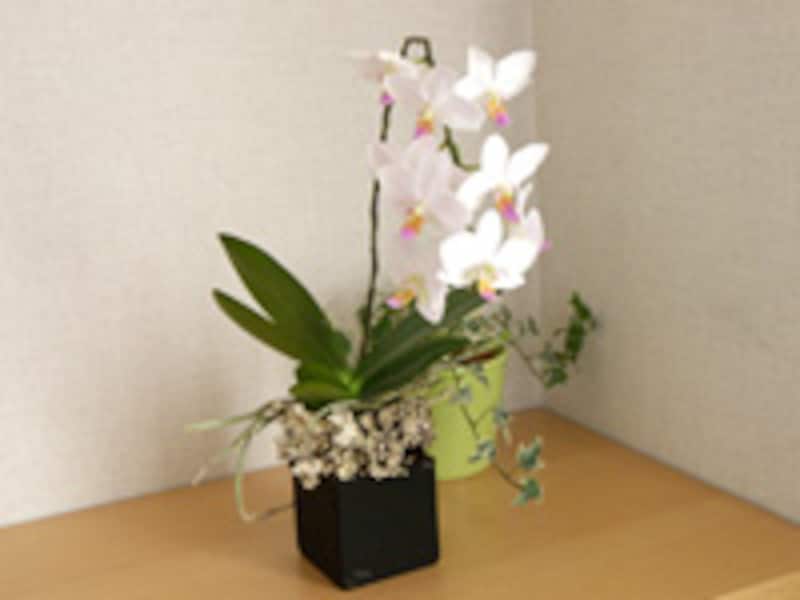 ひと手間加えたコチョウラン