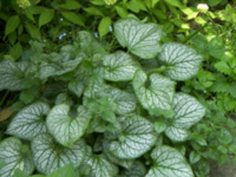 ブルンネラ‘ジャックフロスト’