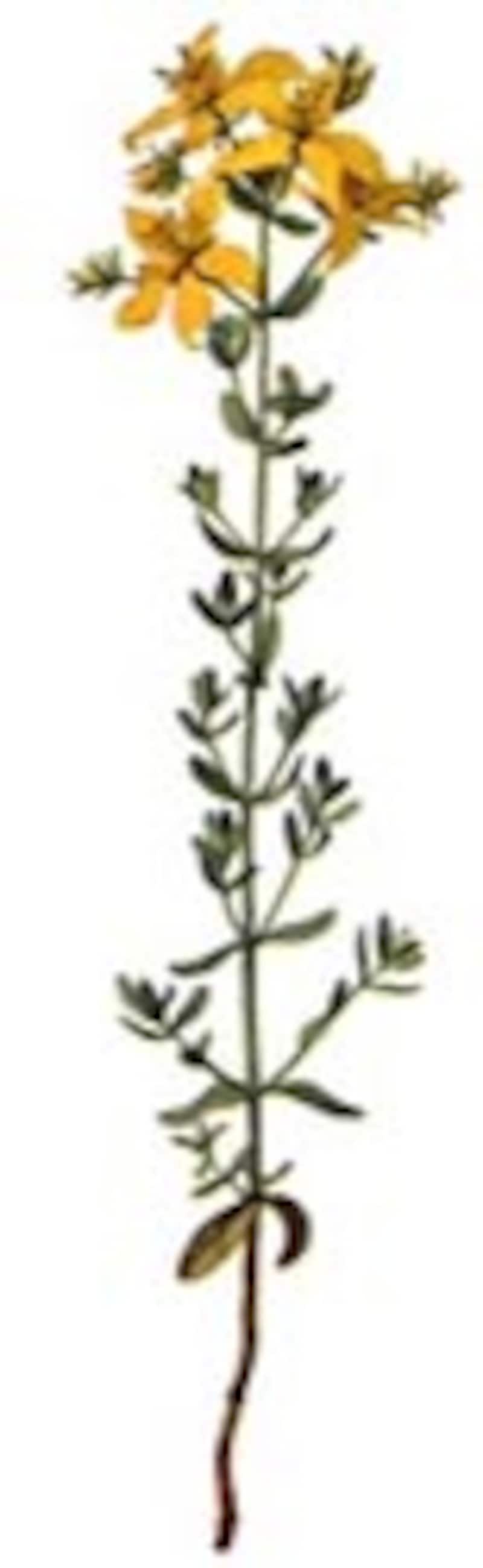 セントジョーンズワート