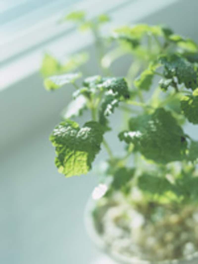 リラックスタイム