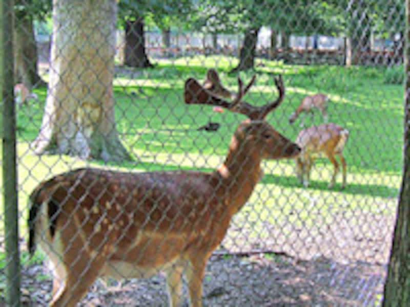 ヒルシュガルテン