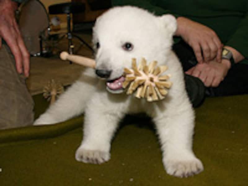 白クマの赤ちゃん”クヌート”