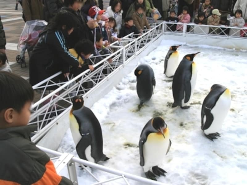 ゲージの中に入ったり、手を出してペンギンに触ったりする行為は危険ですのでご注意を。