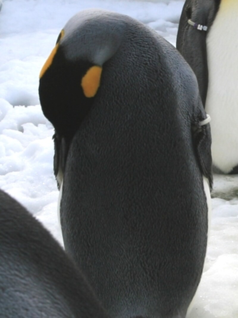 前衛アートの彫刻のようです。寝ているだけかもしれませんが。