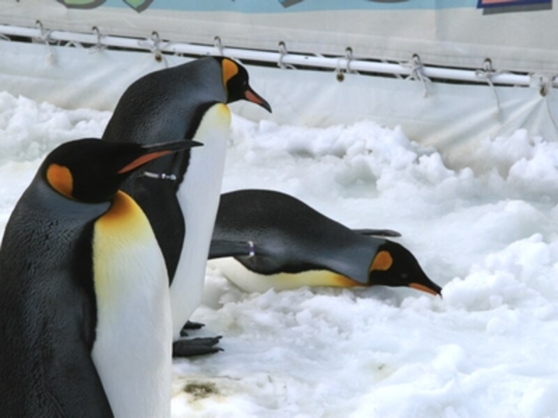 このあとすぐに何事もなかったかのように起き上がって空を眺めてました。