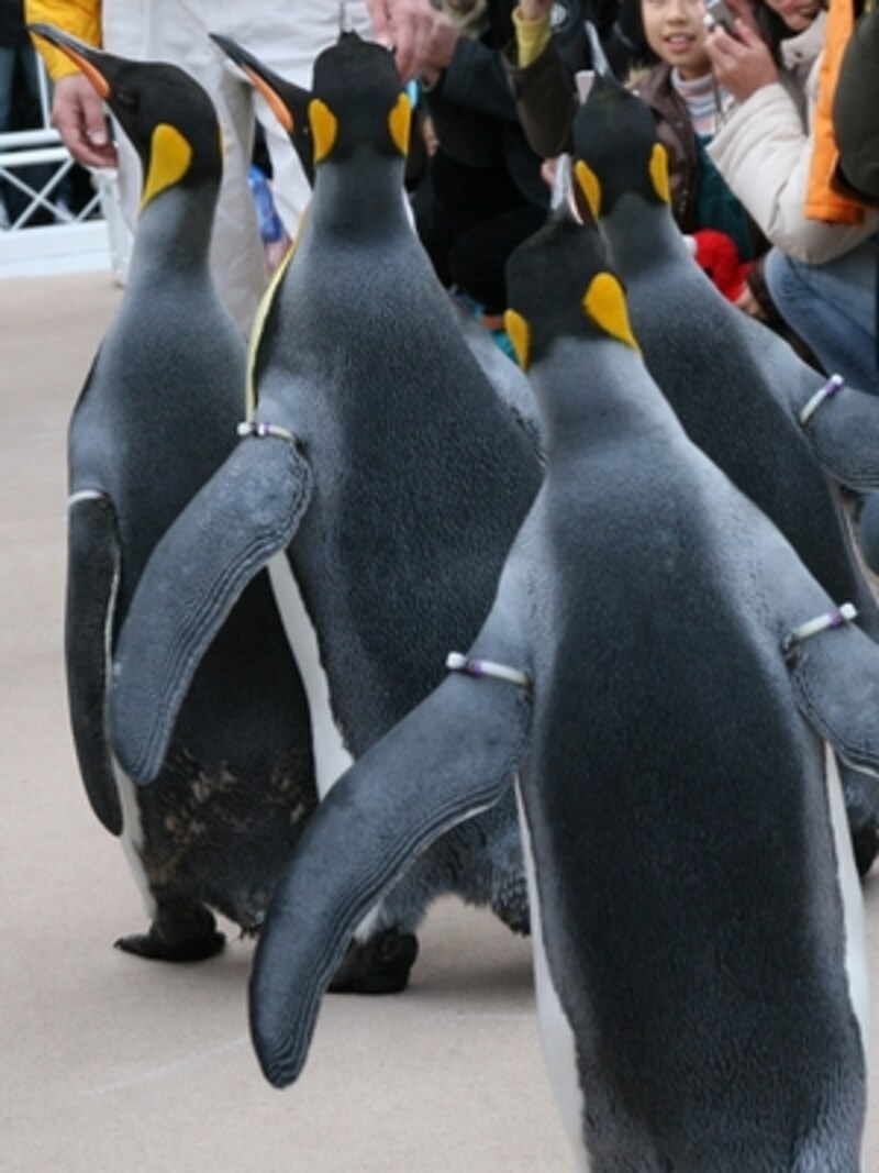 クチバシが丁度、子供の顔あたりに当たるので小さなお子さん連れの場合は注意しましょう。