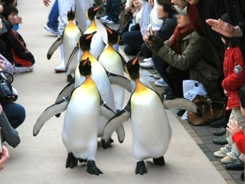 あまりの近さにペンギンの匂いがします。魚市場の匂いにそっくりです。