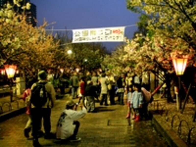 大阪・造幣局の桜の通り抜け夜景