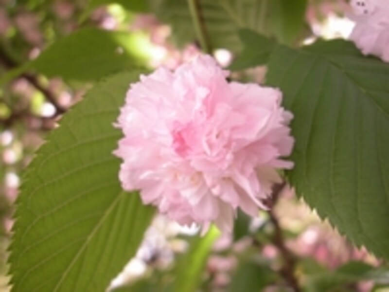 大阪・造幣局の桜の通り抜け 兼六園菊桜