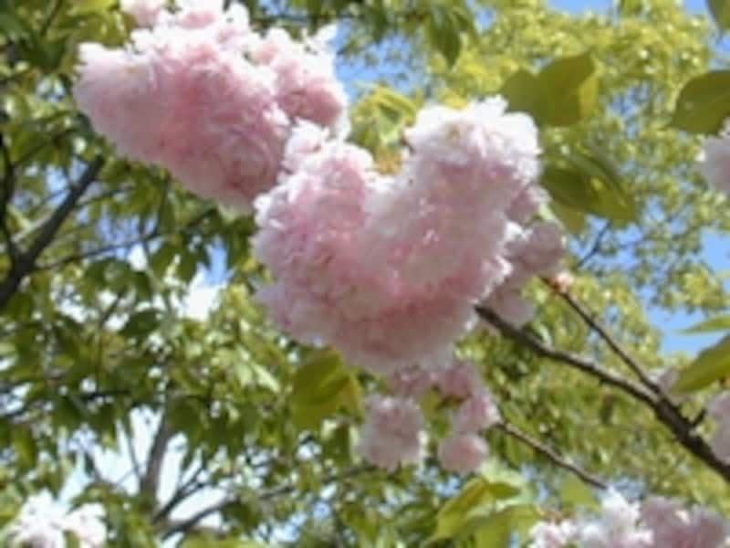 大阪・造幣局の桜の通り抜け 紅手毬