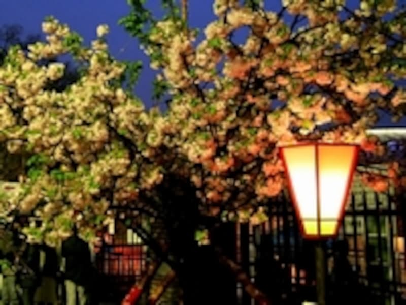 大阪・造幣局の桜の通り抜け 夜桜