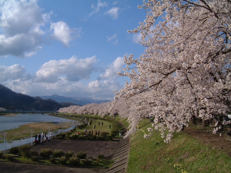 角館・檜木内川沿いの桜並木（1）