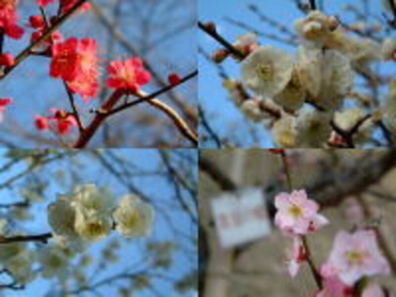 大倉山公園梅林の梅