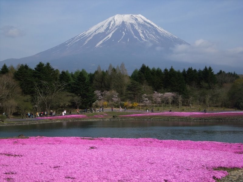 富士芝桜まつりから眺める富士山（2）