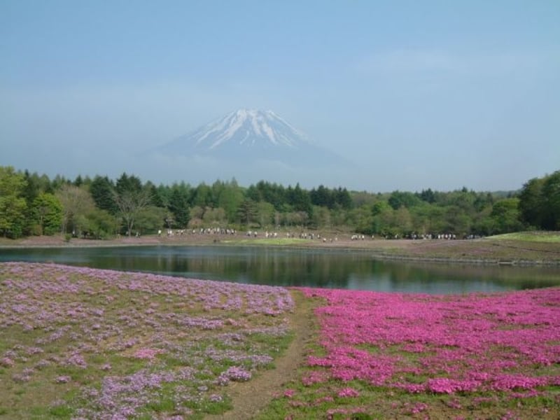 富士芝桜まつりにて、芝桜と富士山