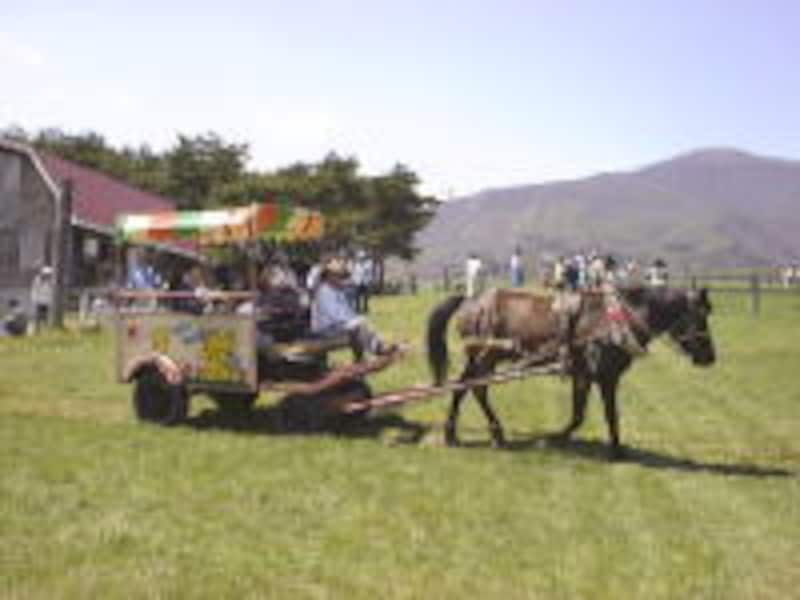 蔵王ハートランドの観光馬車