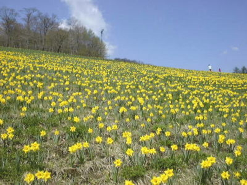 みやぎ蔵王えぼしの水仙畑（1）