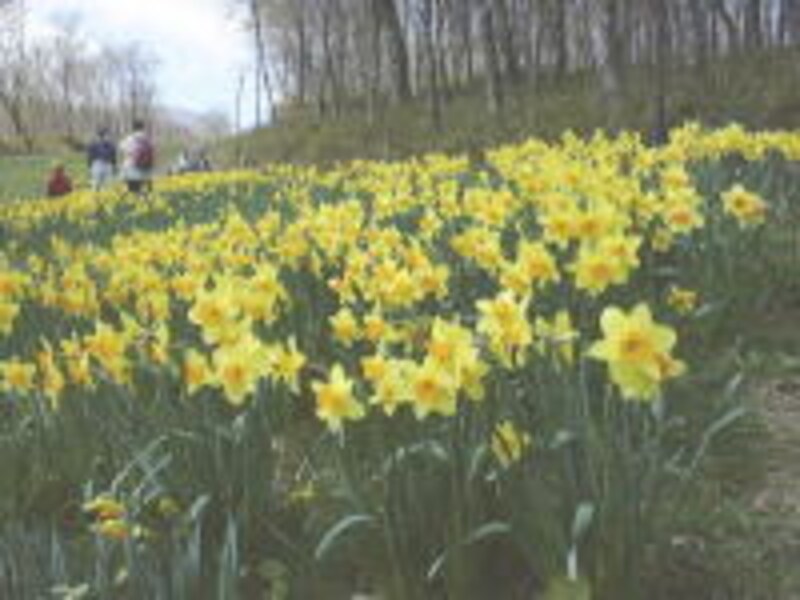 みやぎ蔵王えぼしの水仙畑（2）