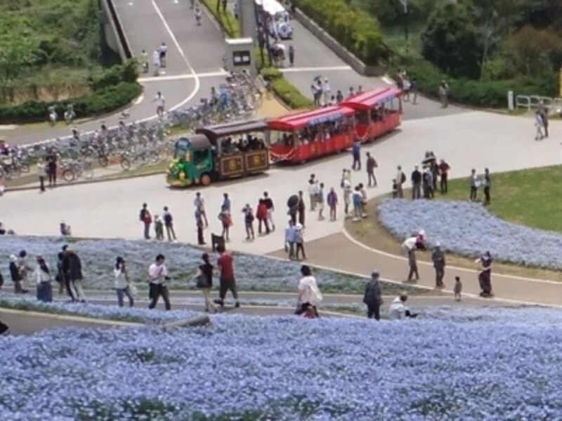ひたち海浜公園のネモフィラ畑 青一色に染まる丘 名所 旧跡 All About
