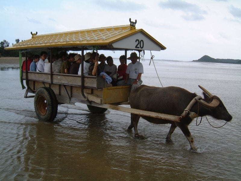 水牛車に揺られて由布島へ