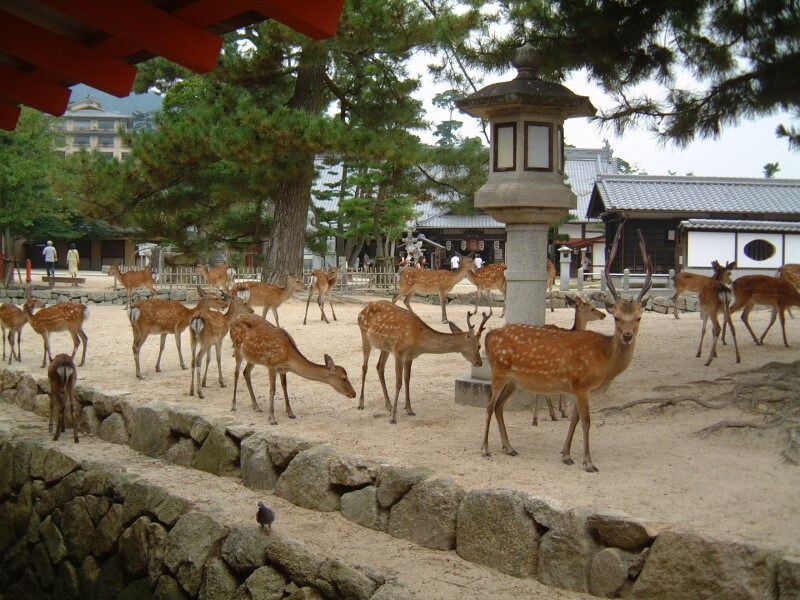 宮島の風景(4)/鹿は神様の遣い