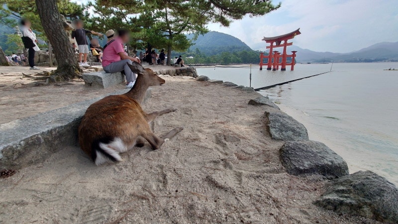 宮島の風景(5)/鹿は神様の遣い