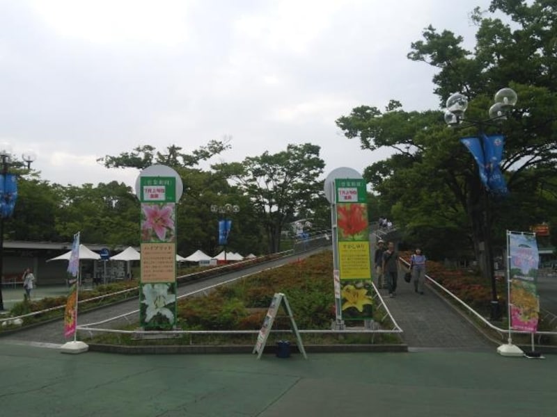西武球場前駅の正面にあるゆり園の案内