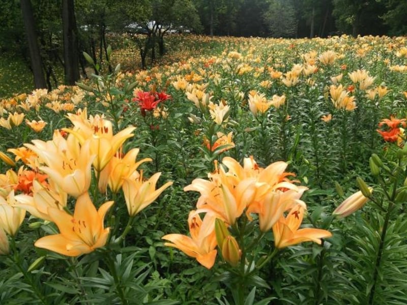 ところざわのゆり園のゆり（2）