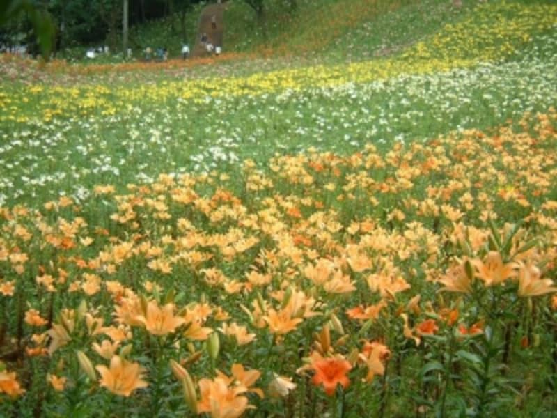 華やかな花園へ誘う ところざわのゆり園 埼玉 名所 旧跡 All About