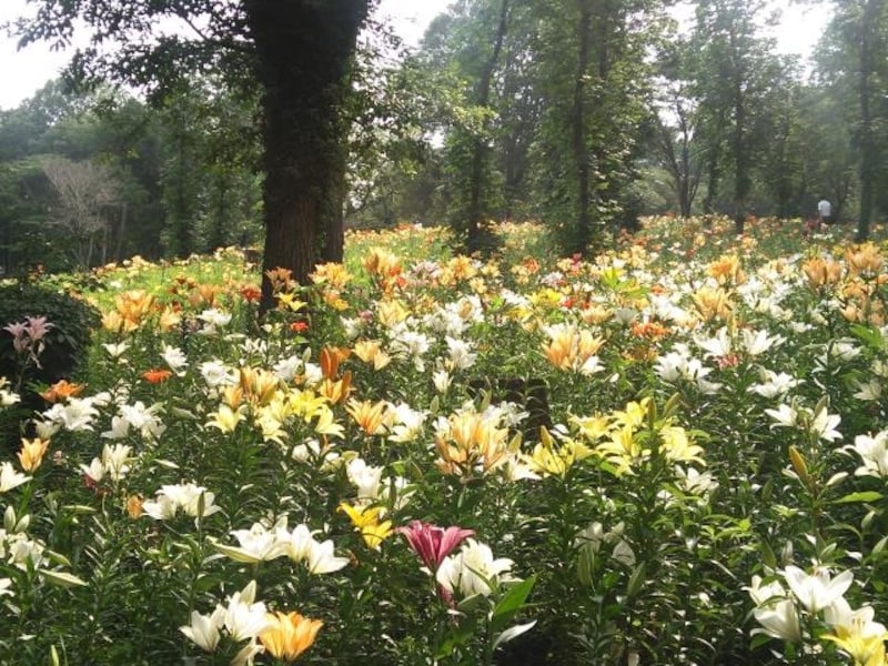 ところざわのゆり園のゆり（4）