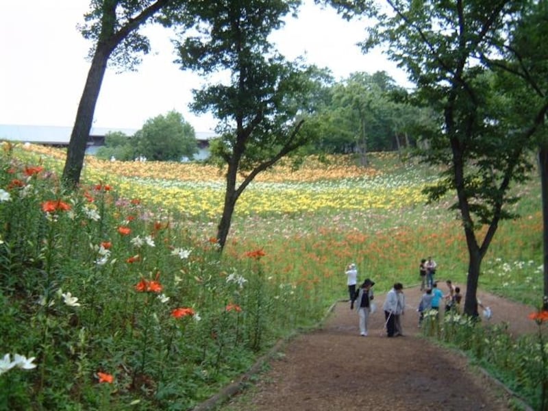 ところざわのゆり園のゆり（5）