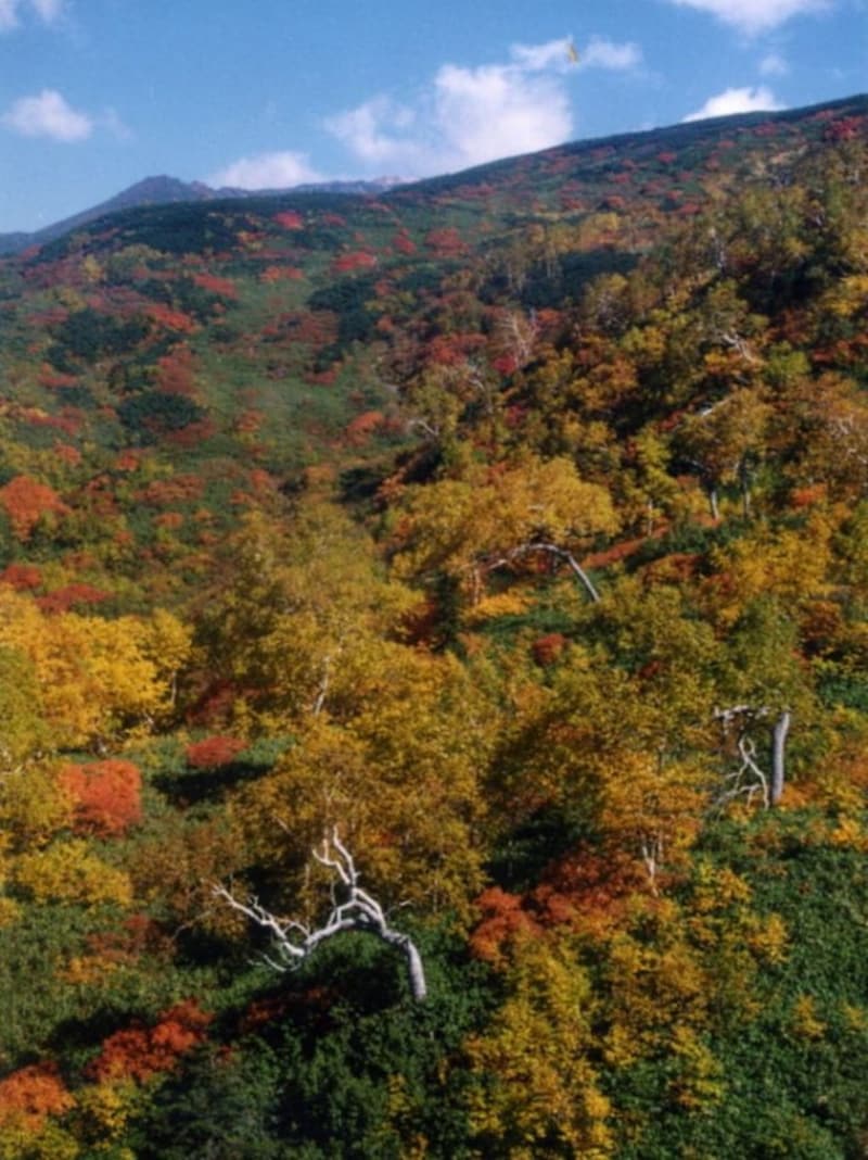 大雪山・旭岳の紅葉・黄葉（2）