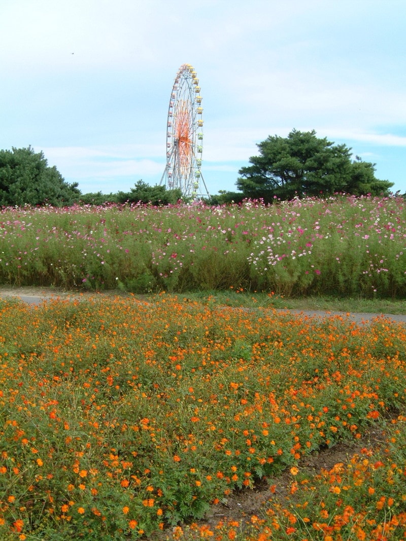 ひたち海浜公園のコスモス(2)