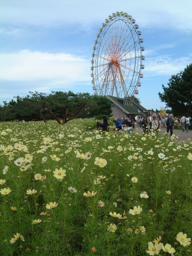 ひたち海浜公園のコスモス(3)