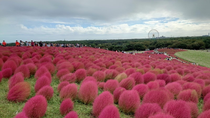 ひたち海浜公園のコキア(4)