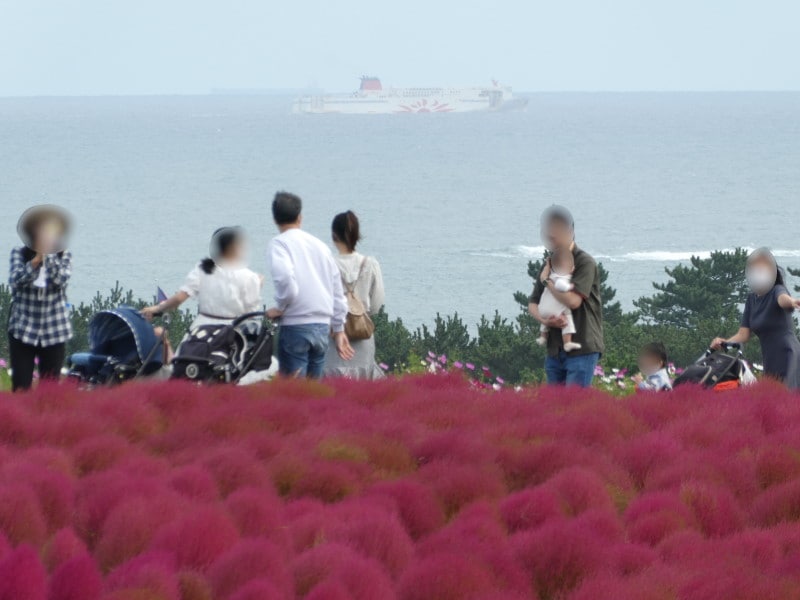 ひたち海浜公園のコキア(6)