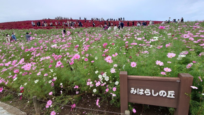 ひたち海浜公園のコキアとコスモス(3)