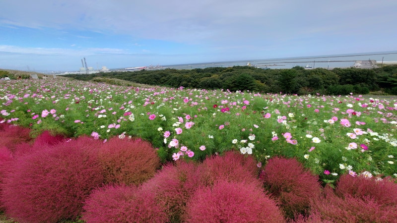 ひたち海浜公園のコキアとコスモス(4)
