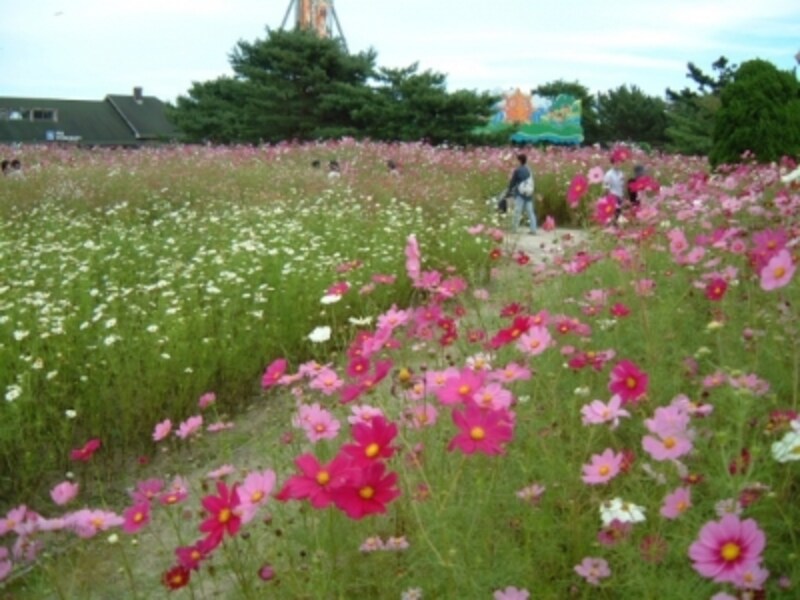 コスモスとコキアが彩る秋のひたち海浜公園 名所 旧跡 All About コスモスとコキアが彩る秋のひたち海浜公園 名所 旧跡 All About