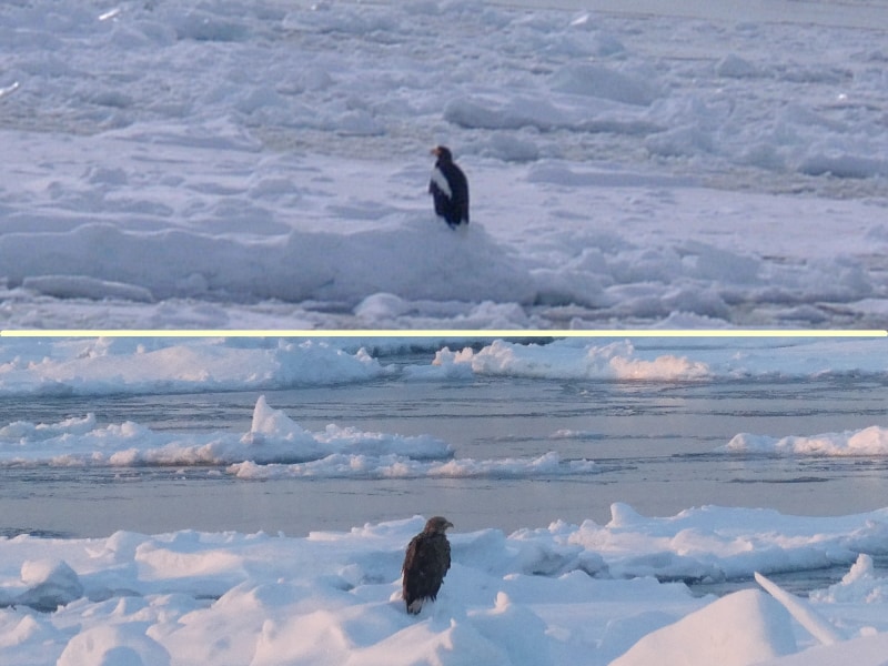流氷の上にたたずむオジロワシとオオワシ