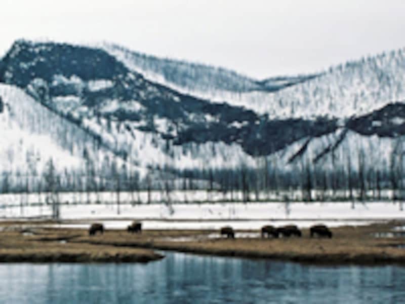 イエローストーン