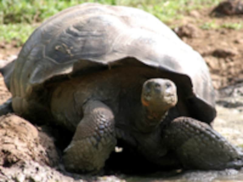 ガラパゴス諸島のゾウガメ